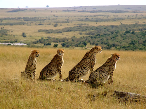 Cheetah in masai maraa reserve kenya