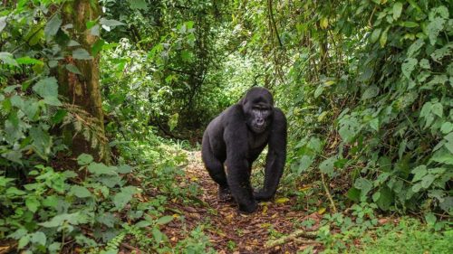 Gorilla trekking in Rwanda
