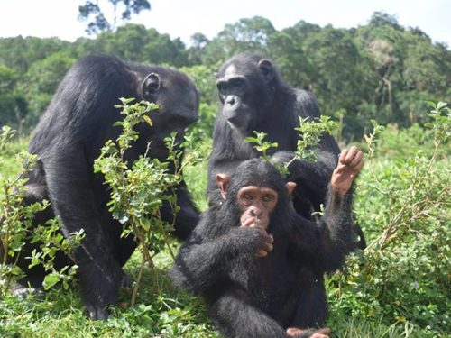 Chimpanzee trekking in ngamba island uganda