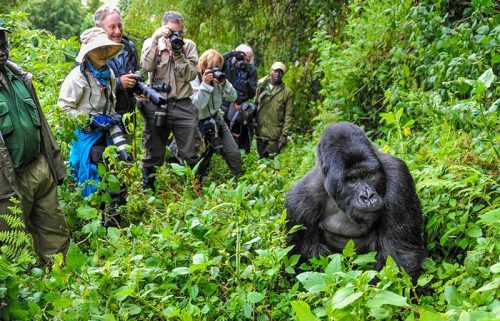 4 Days Uganda Gorilla Trekking